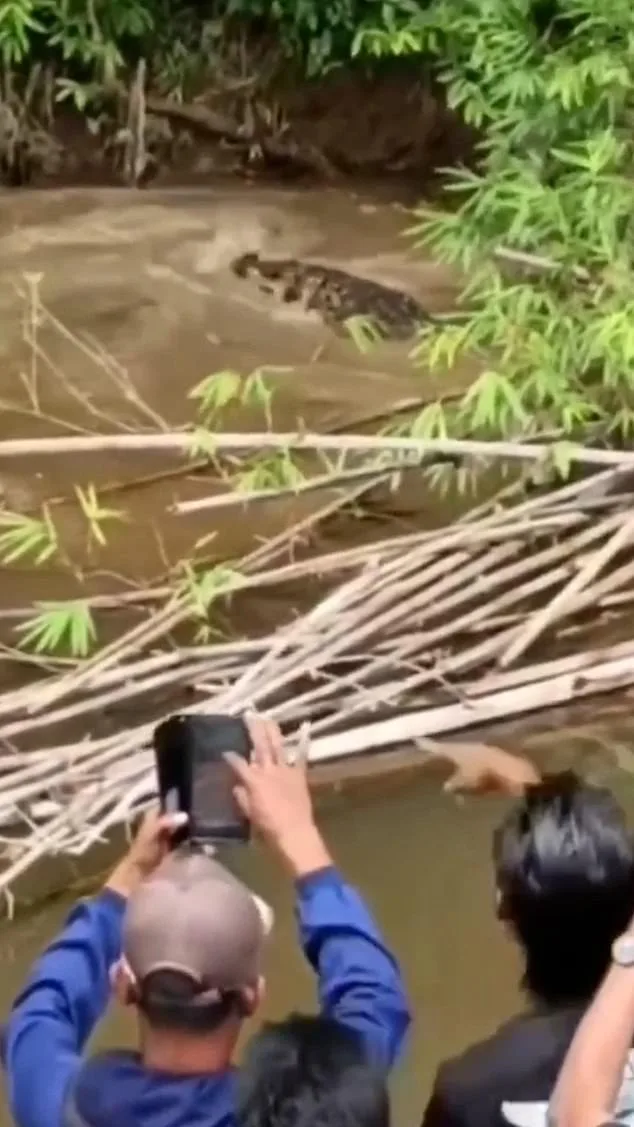 Crocodile Attack in Aceh's Remote River Claims Life of Woman