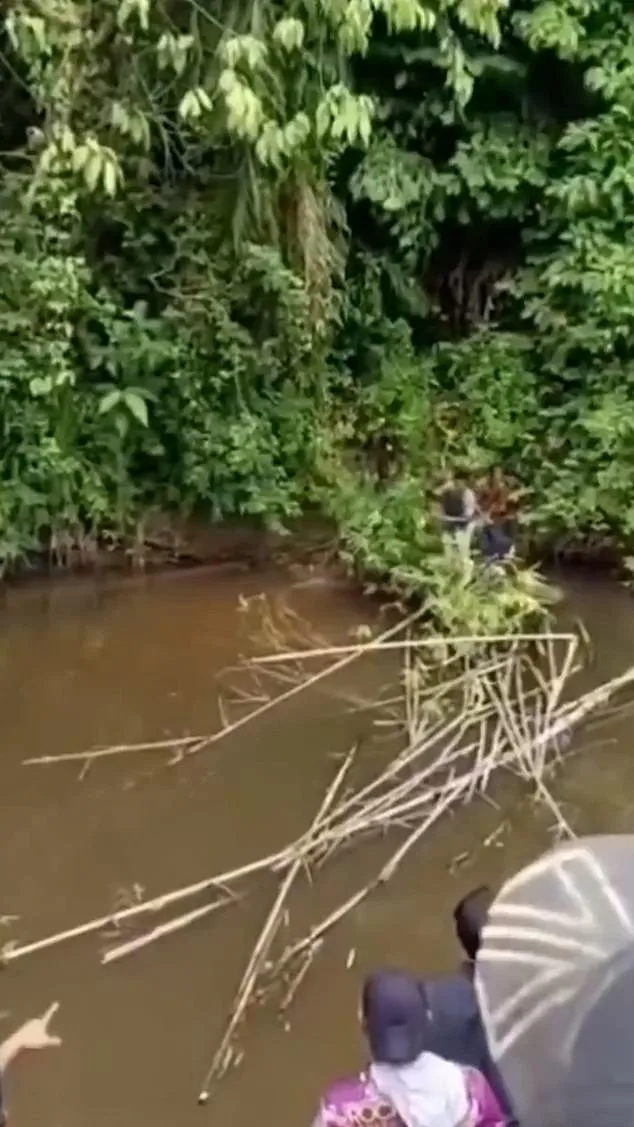 Crocodile Attack in Aceh's Remote River Claims Life of Woman