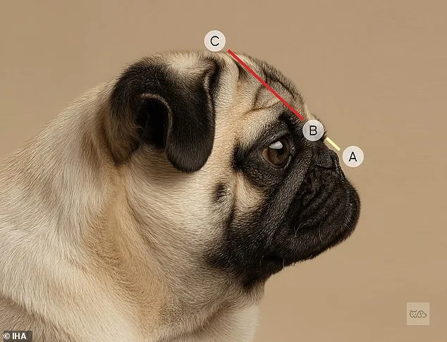 Hidden Crisis in Dog Breeding: Study Reveals 15 Breeds Face Lifelong Suffering Due to Exaggerated Facial Features