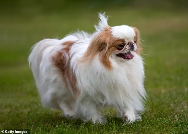 Hidden Crisis in Dog Breeding: Study Reveals 15 Breeds Face Lifelong Suffering Due to Exaggerated Facial Features