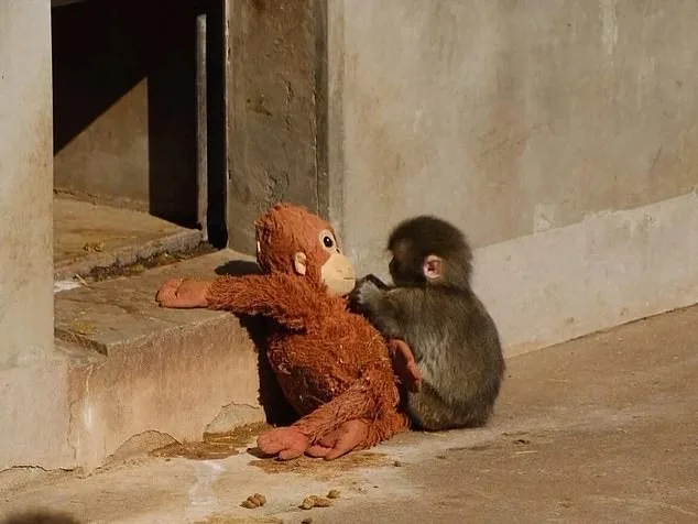 Punch the Macaque's Viral Embrace of Stuffed Orangutan Offers Comfort After Maternal Rejection