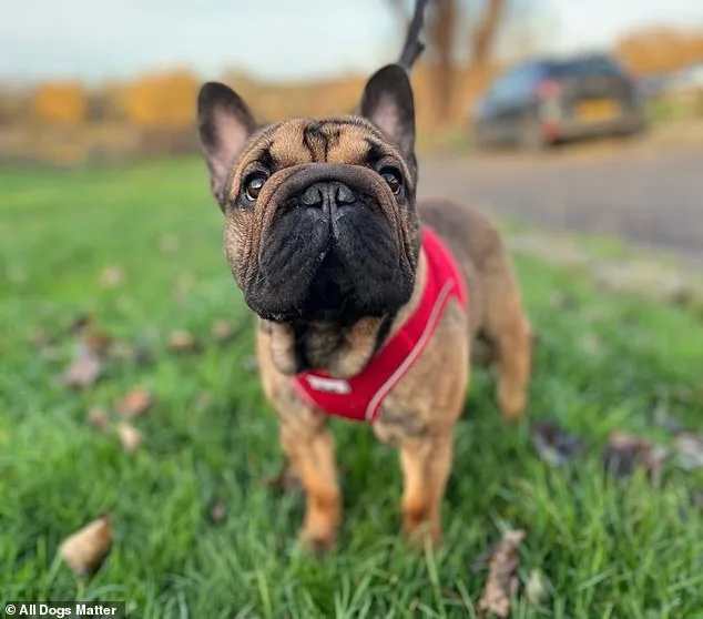 Shelters Forced to Euthanize Flat-Faced Dogs as Abandonment Rates Skyrocket 500% Amid Social Media Fad
