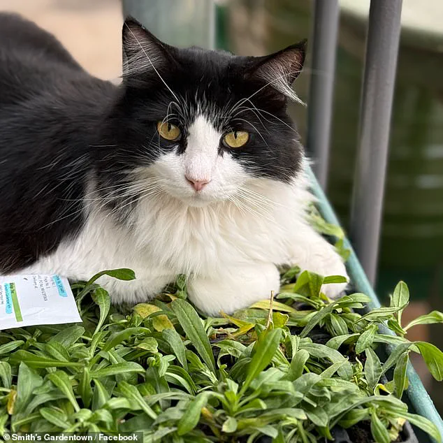 Sylvester the Cat: From Wichita Falls Garden Center to Internet Fame as Unlikely Pest Control Hero