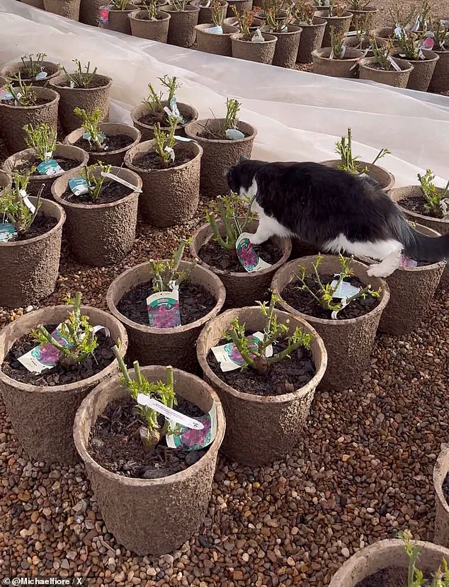 Sylvester the Cat: From Wichita Falls Garden Center to Internet Fame as Unlikely Pest Control Hero