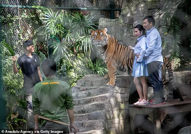 72 Tigers Die from Canine Distemper at Thailand's Tiger Kingdom Chiang Mai, Sparking Welfare Concerns