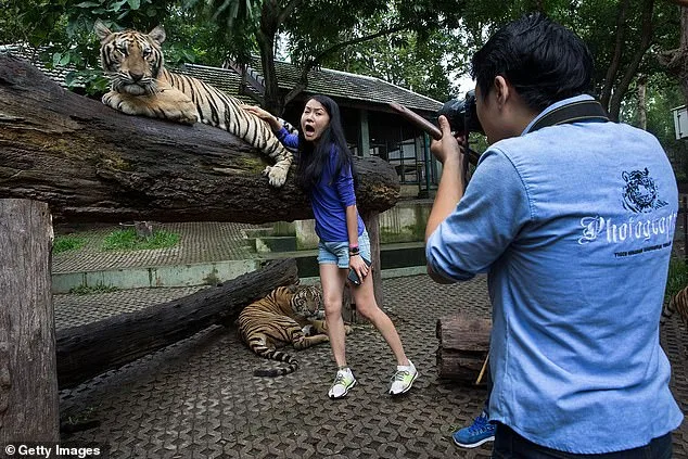 72 Tigers Die from Canine Distemper at Thailand's Tiger Kingdom Chiang Mai, Sparking Welfare Concerns