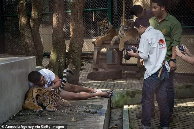 72 Tigers Die from Canine Distemper at Thailand's Tiger Kingdom Chiang Mai, Sparking Welfare Concerns