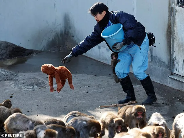 Punch the Macaque: The Viral Photo That Captured the World's Heart and Transformed a Zoo