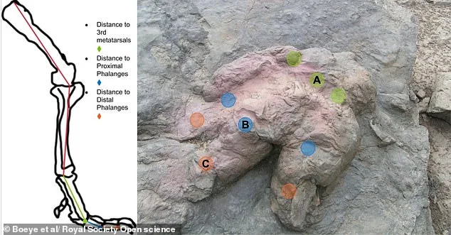 T. rex May Have Moved with Grace, Not Thunderous Stomps: New Research Challenges Iconic Depictions