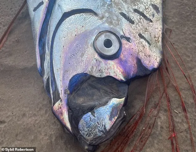 Rare Oarfish Stranding in Cabo San Lucas Rekindles 'Doomsday Fish' Folklore: A One-in-a-Billion Encounter