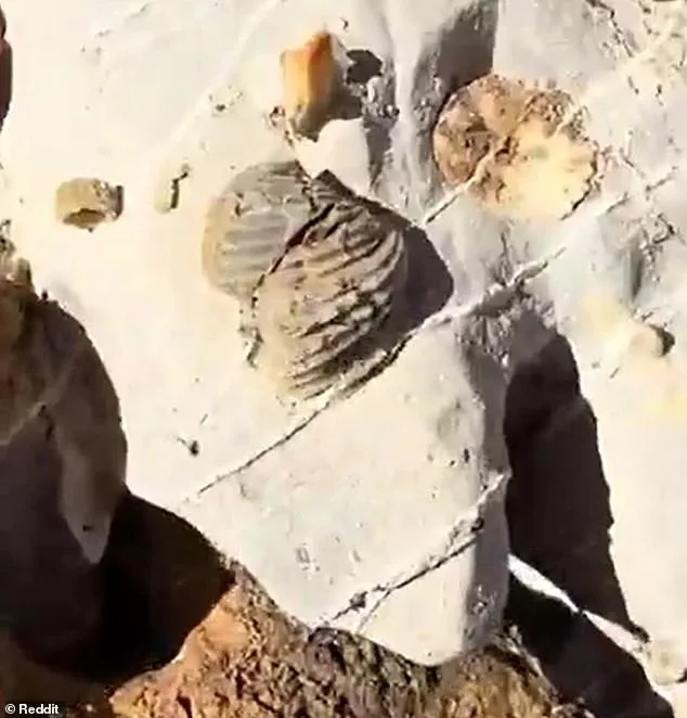 Ancient Sea Fossils on Mountains Fuel Noah's Flood Debate, Geologists Cite Tectonic Activity