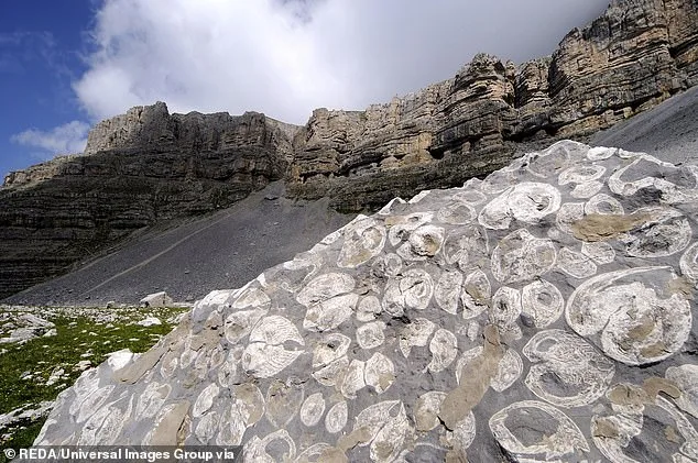 Ancient Sea Fossils on Mountains Fuel Noah's Flood Debate, Geologists Cite Tectonic Activity