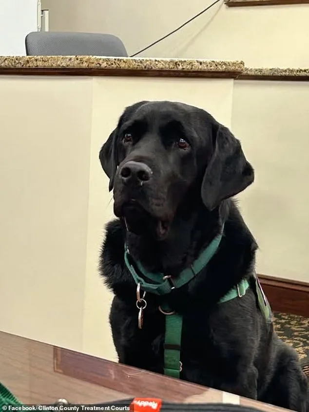 Pennsylvania Dog Killing Trial Ends in Mistrial After Therapy Dog Enters Jury Room