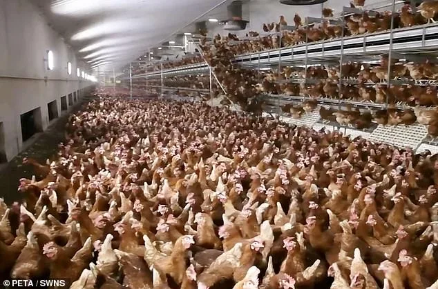 PETA Campaigns for 'Potato Tumble' as Alternative to Easter Egg Rolling to Spare Chickens from Suffering