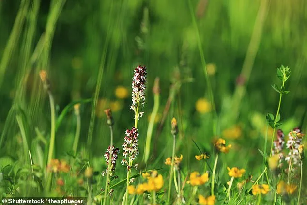 Britain's Wildlife Faces Existential Crisis as Study Warns of Mass Extinctions Within 20 Years