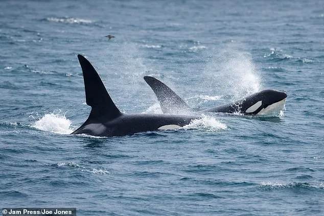 Steve Backshall's Unforgettable Encounter with the UK's Last Resident Killer Whales: A Rare Glimpse of John Coe and Aquarius Off Cornwall's Coast