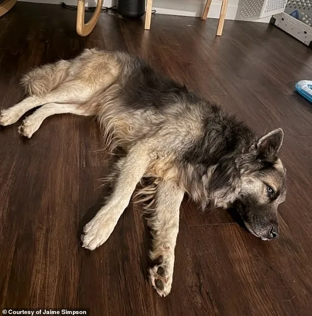Abandoned Husky in Arizona Desert Linked to Deportation Tragedy