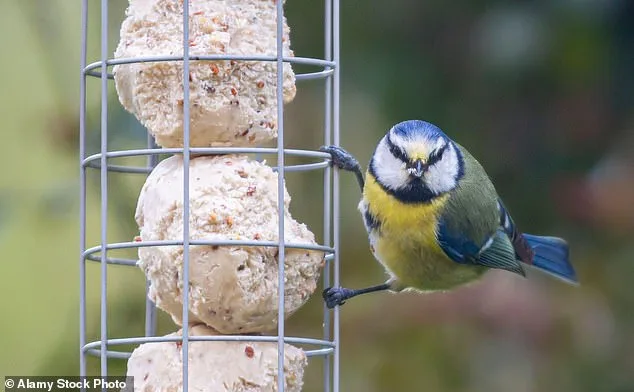 Greenfinch Population Plummets 67% as Disease Sparks Extinction Crisis
