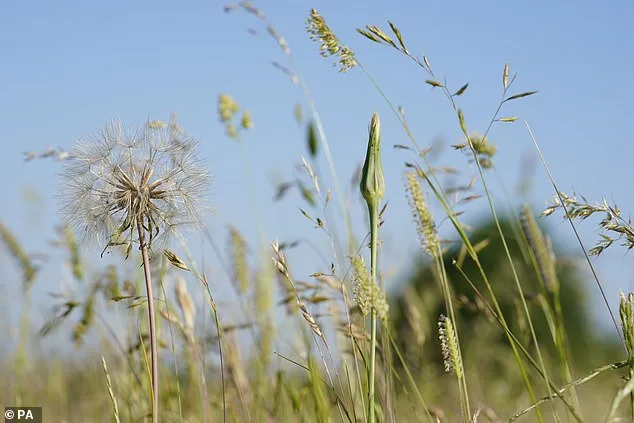 Pollen Surge and Medication Overuse: Hay Fever Sufferers Face Tough Choices