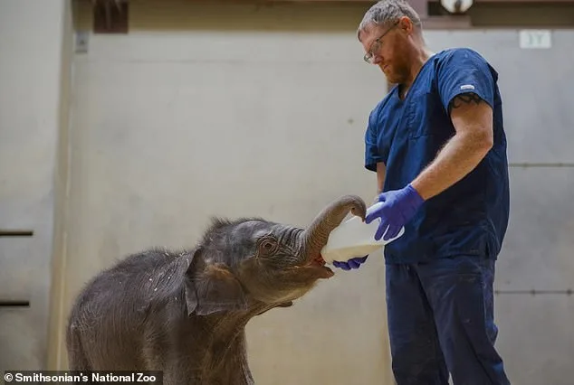 Elephant Mom's Rejection: Zoo's Emergency Care Plan