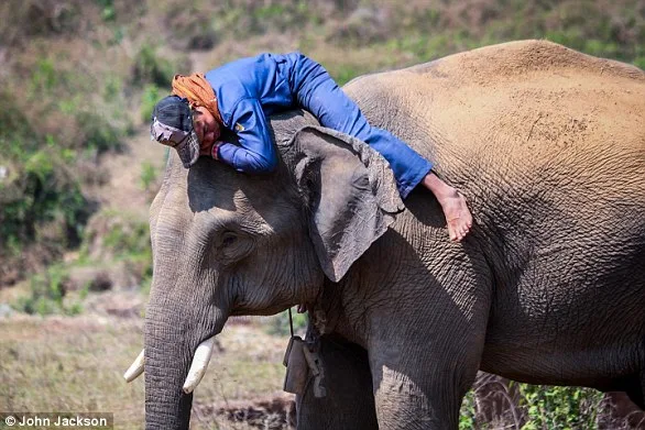 Elephant Mom's Rejection: Zoo's Emergency Care Plan