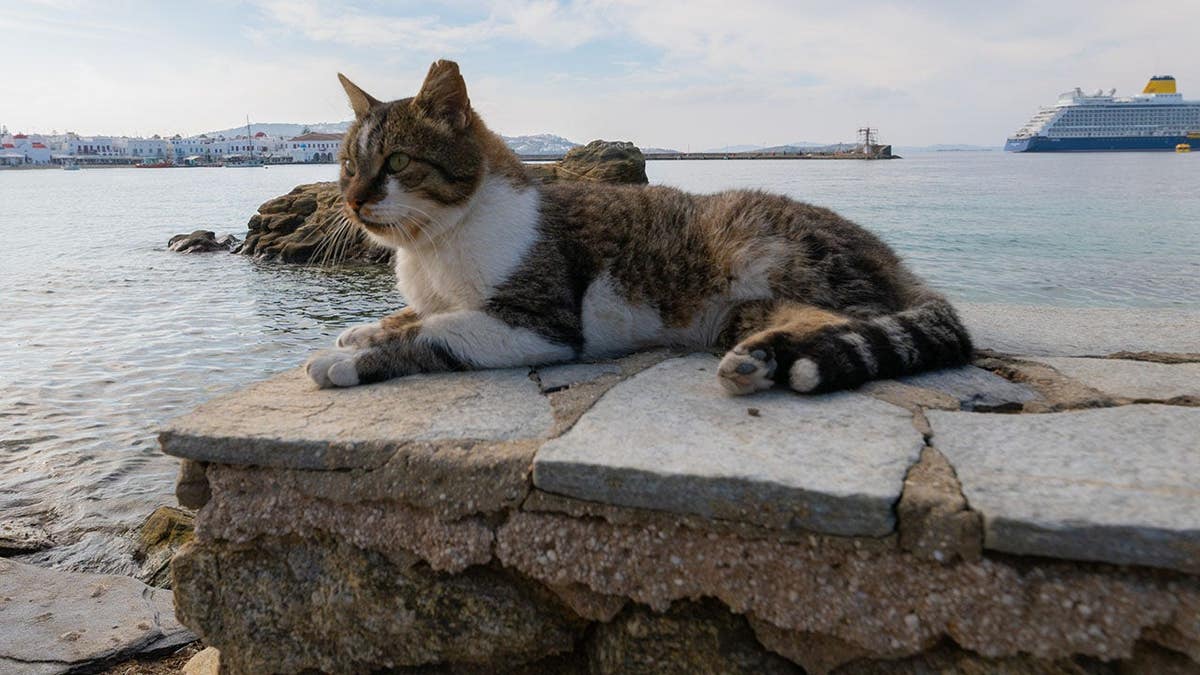 Fabled Voyages Breaks Barrier by Allowing Pets on Residential Cruises
